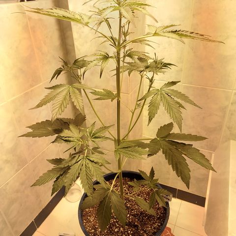 Oscarina growlog timeline photo