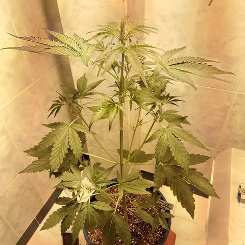 Oscarina growlog timeline photo