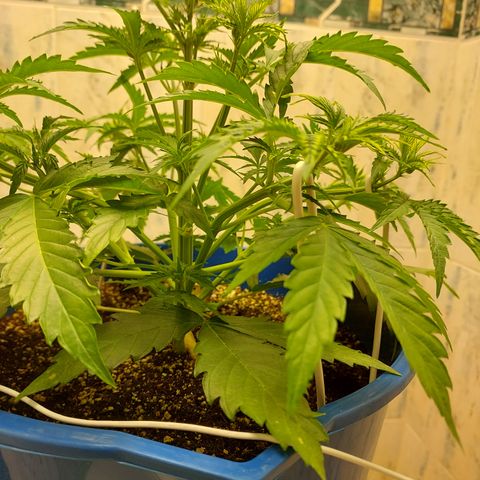 Pamela growlog timeline photo
