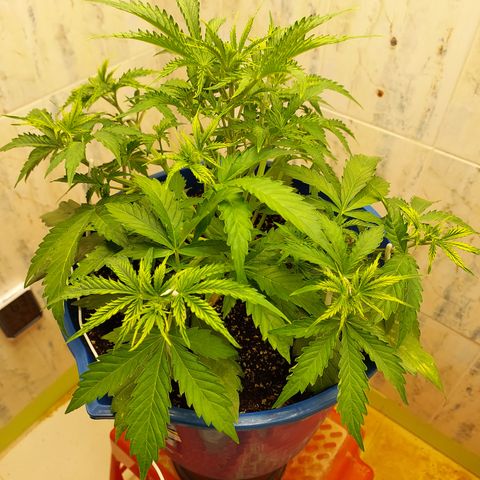 Pamela growlog timeline photo
