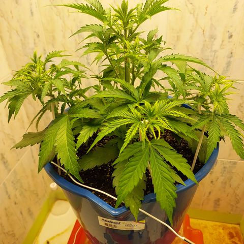 Pamela growlog timeline photo