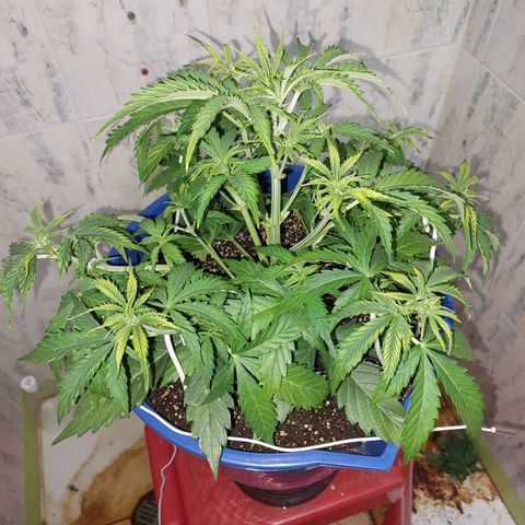 Pamela growlog timeline photo