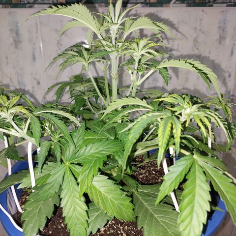 Pamela growlog timeline photo