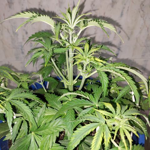 Pamela growlog timeline photo
