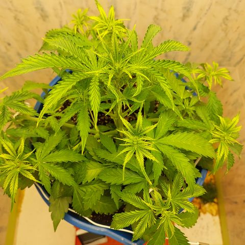 Pamela growlog timeline photo