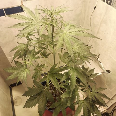 Oscarina growlog timeline photo