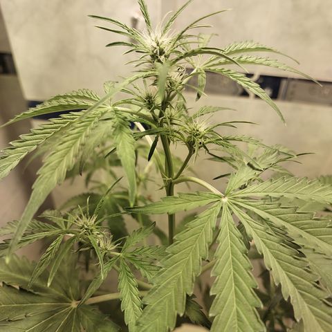 Oscarina growlog timeline photo