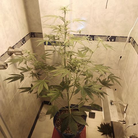 Oscarina growlog timeline photo