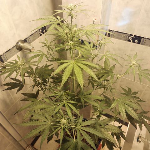 Oscarina growlog timeline photo