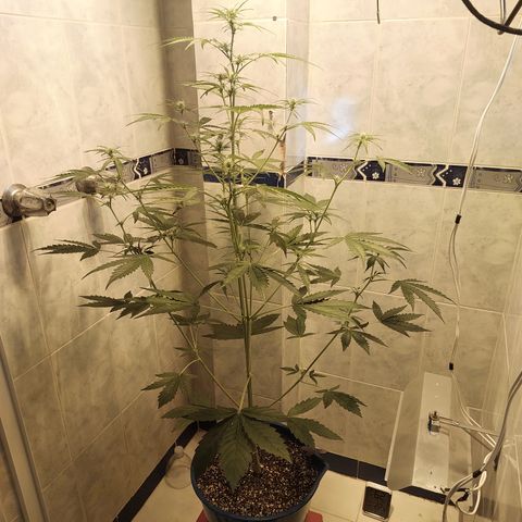 Oscarina growlog timeline photo