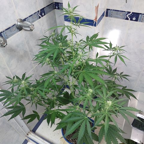 Oscarina growlog timeline photo