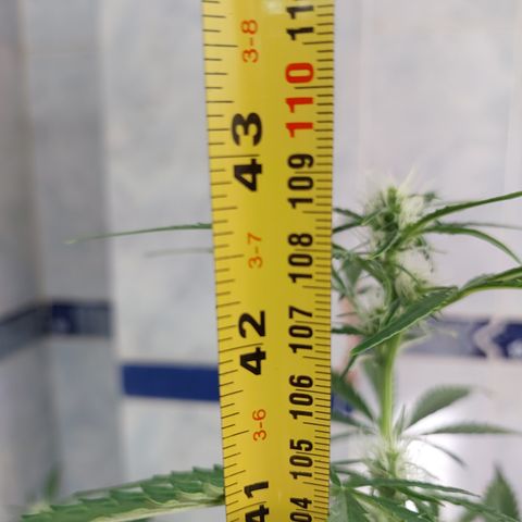Oscarina growlog timeline photo
