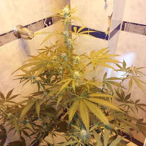 Oscarina growlog timeline photo