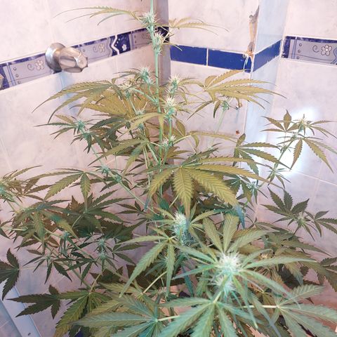 Oscarina growlog timeline photo