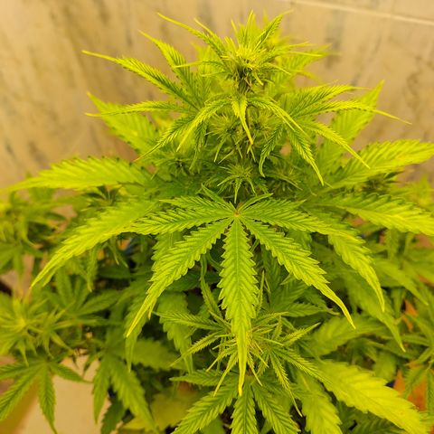 Pamela growlog timeline photo