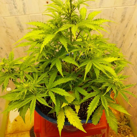 Pamela growlog timeline photo
