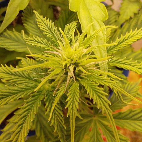 Pamela growlog timeline photo