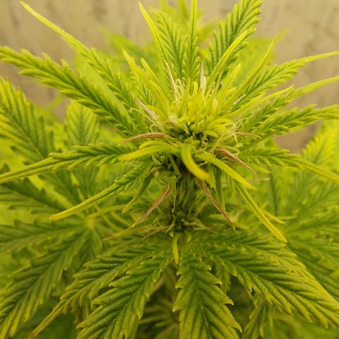Pamela growlog timeline photo