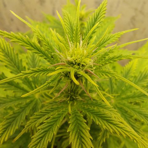 Pamela growlog timeline photo
