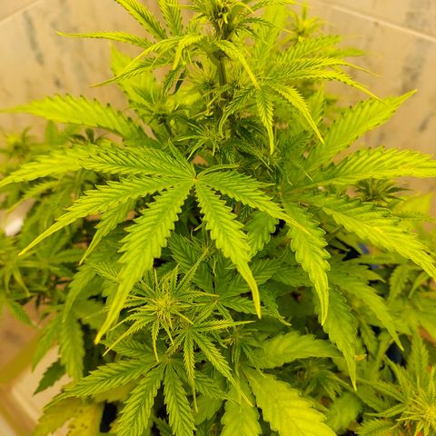 Pamela growlog timeline photo