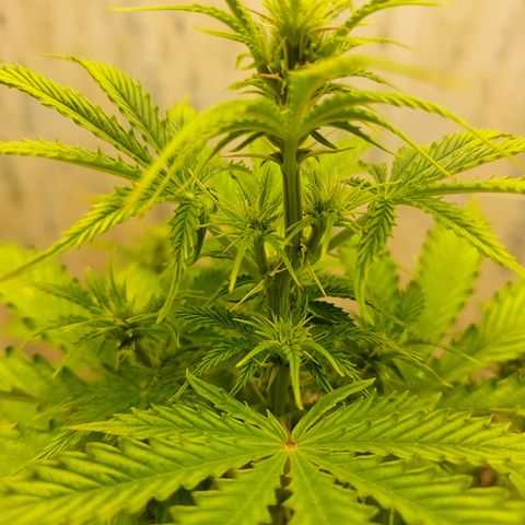 Pamela growlog timeline photo