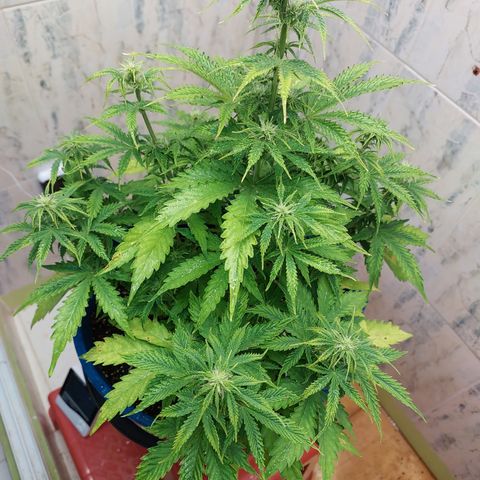Pamela growlog timeline photo