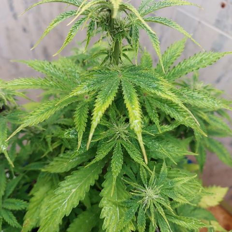Pamela growlog timeline photo