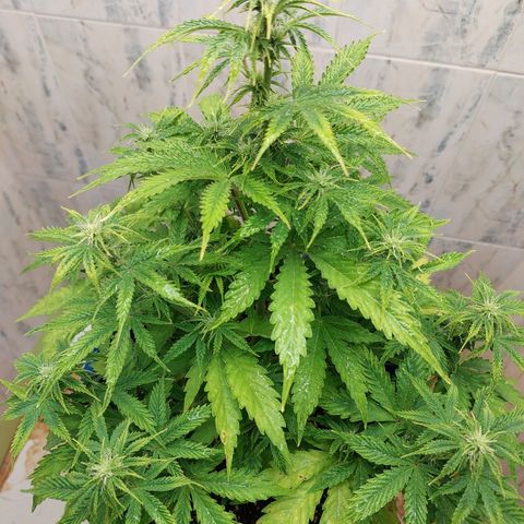Pamela growlog timeline photo