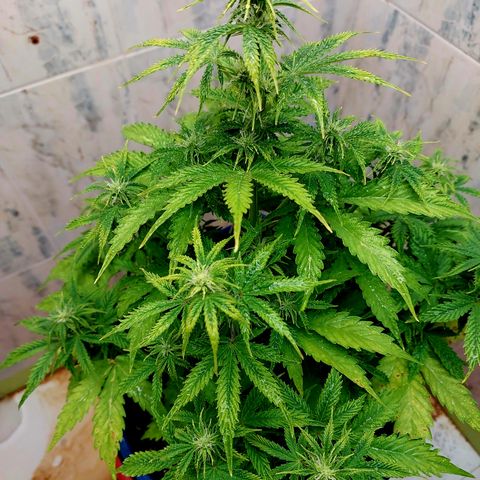 Pamela growlog timeline photo