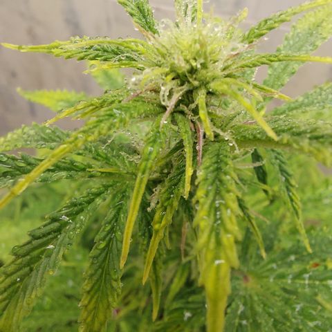 Pamela growlog timeline photo