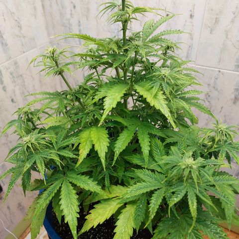Pamela growlog timeline photo
