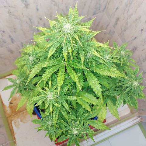Pamela growlog timeline photo