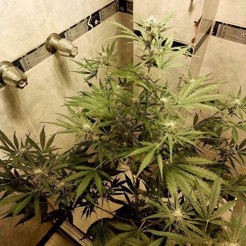 Oscarina growlog timeline photo