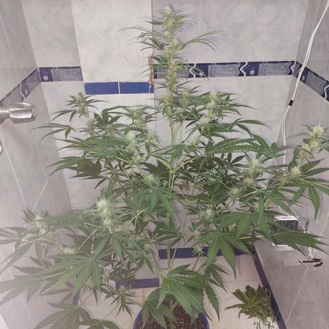 Oscarina growlog timeline photo