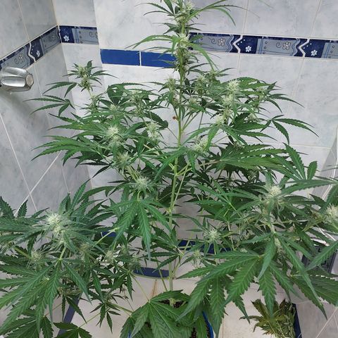 Oscarina growlog timeline photo