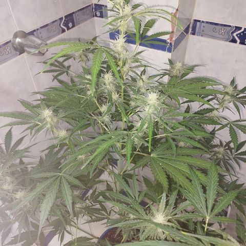Oscarina growlog timeline photo