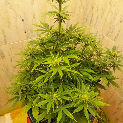 Pamela growlog timeline photo