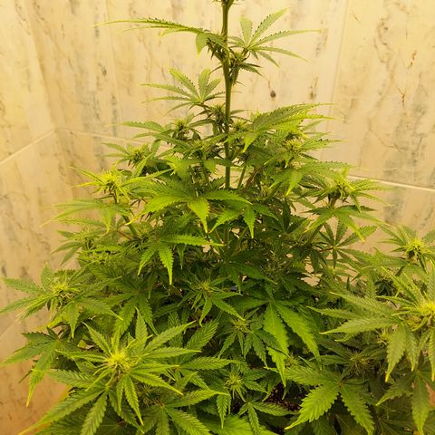 Pamela growlog timeline photo
