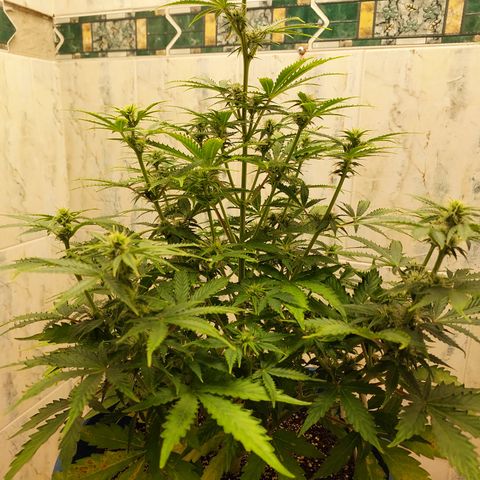 Pamela growlog timeline photo