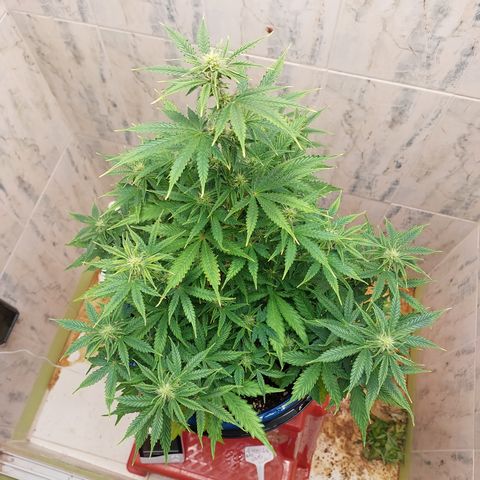 Pamela growlog timeline photo