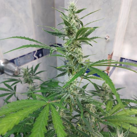 Oscarina growlog timeline photo