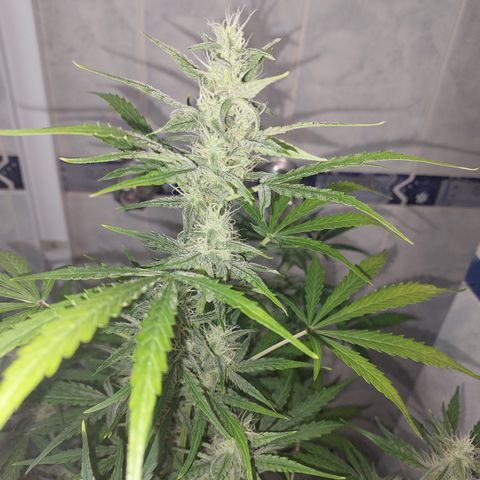 Oscarina growlog timeline photo