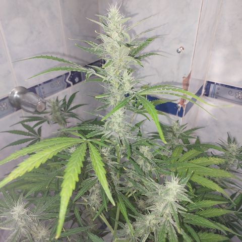 Oscarina growlog timeline photo