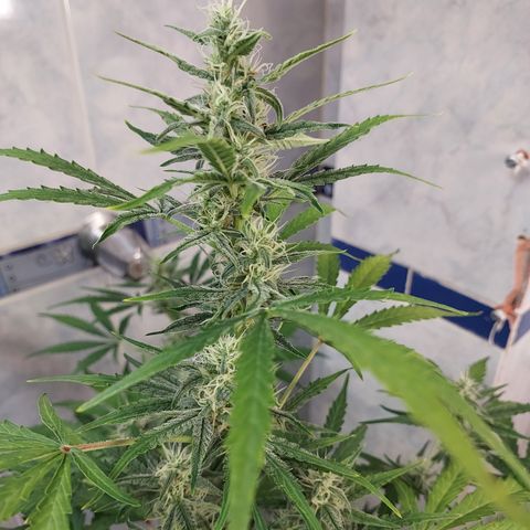 Oscarina growlog timeline photo
