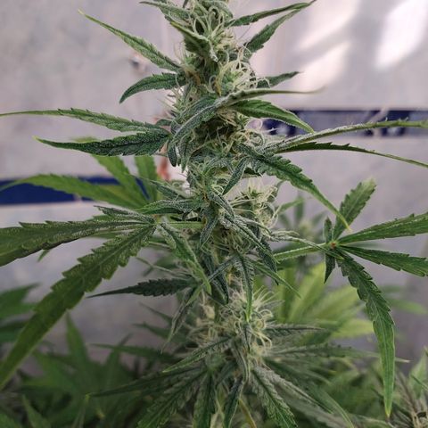 Oscarina growlog timeline photo