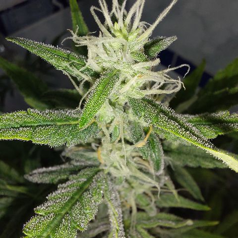 Oscarina growlog timeline photo