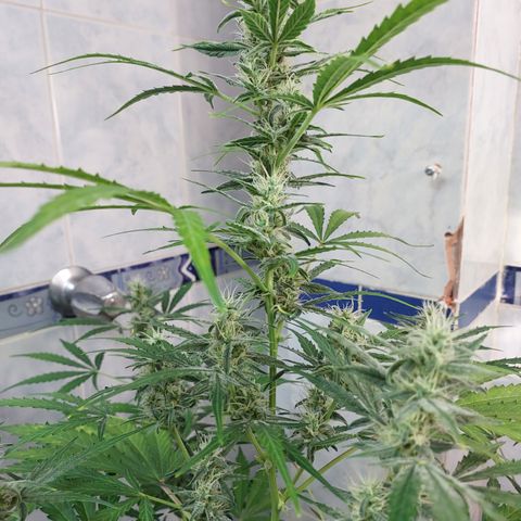 Oscarina growlog timeline photo