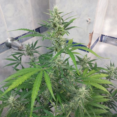 Oscarina growlog timeline photo