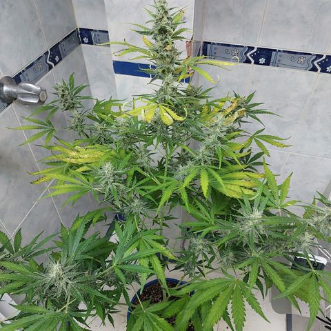 Oscarina growlog timeline photo