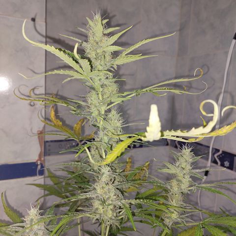 Oscarina growlog timeline photo